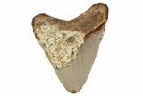 Juvenile Fossil Megalodon Tooth From Angola - Unusual Location #258588-1